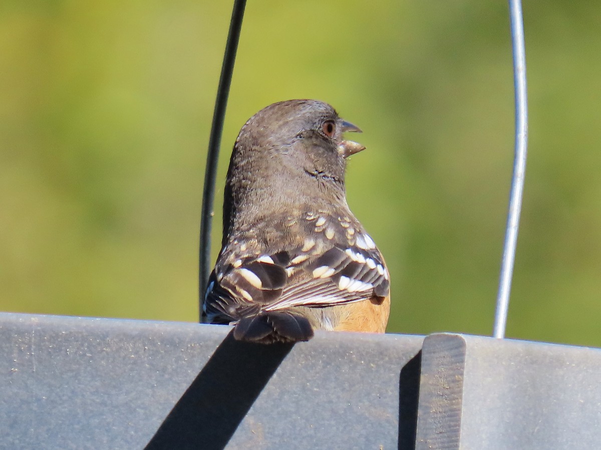 Spotted Towhee - ML642185398