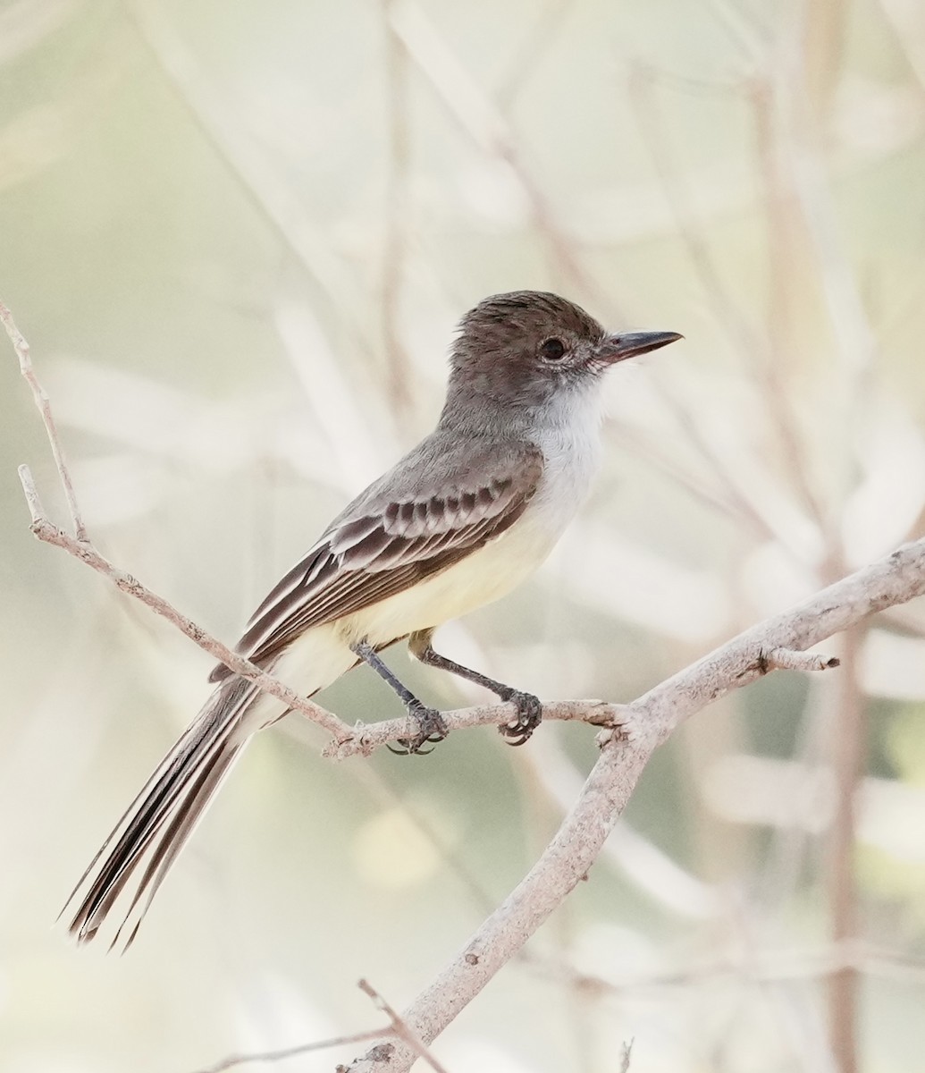 Brown-crested Flycatcher - ML642185402