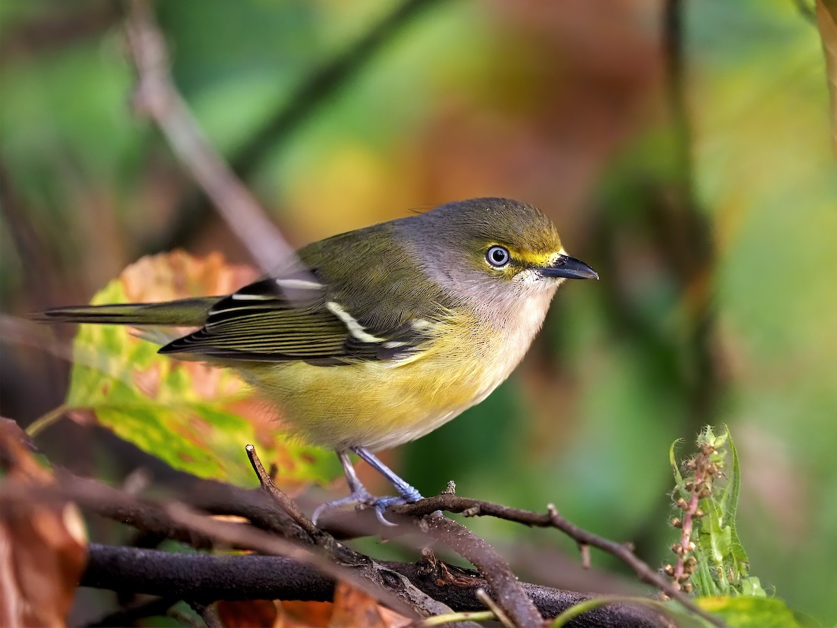 White-eyed Vireo - ML642185419