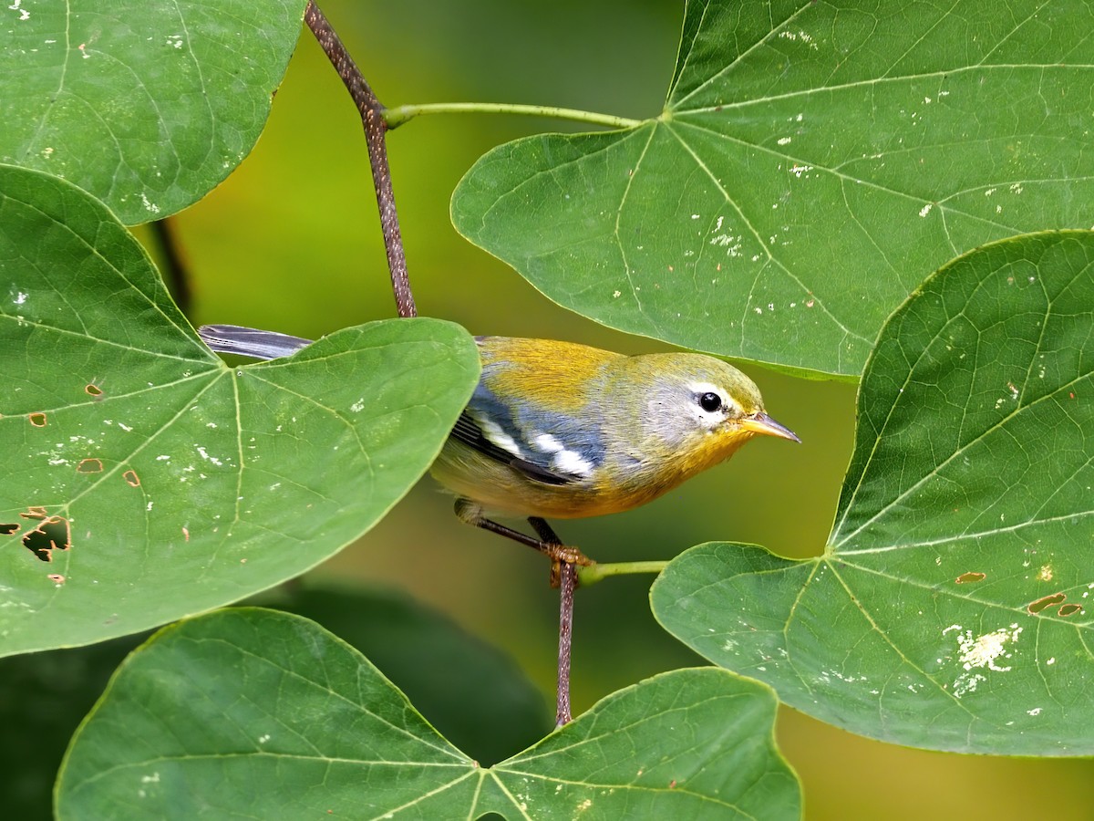 Northern Parula - ML642185433