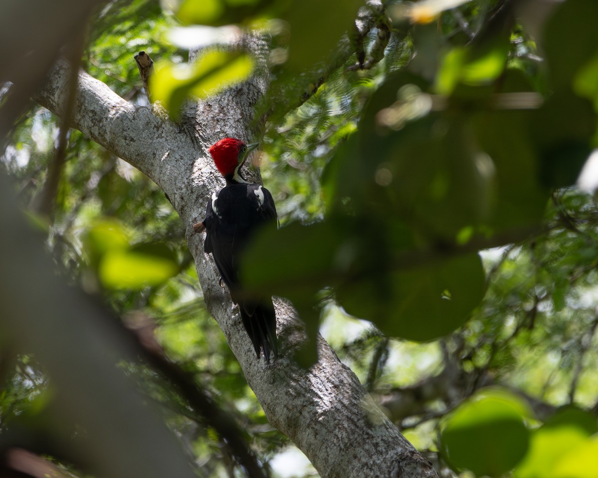 Lineated Woodpecker - ML642185436