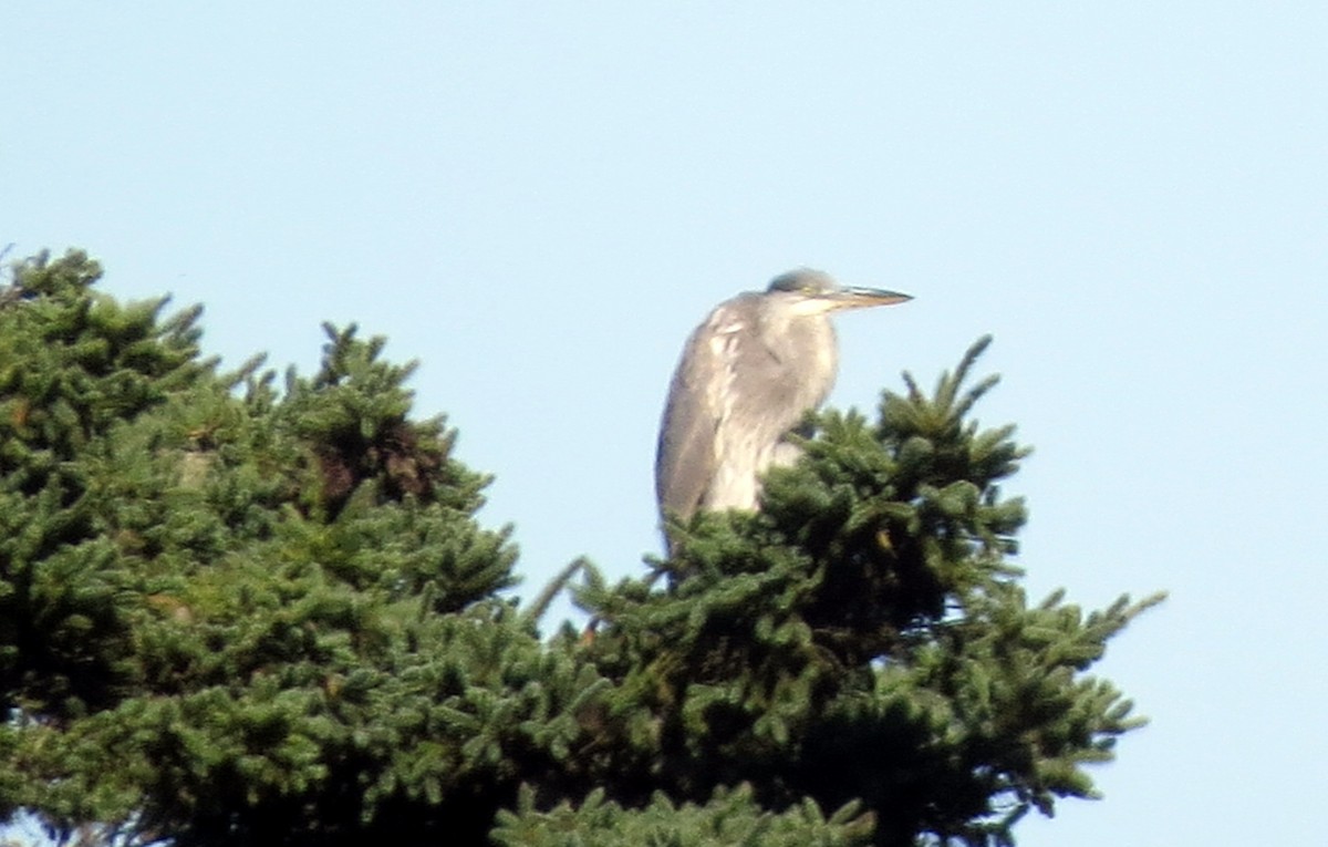 Great Blue Heron - ML642185437