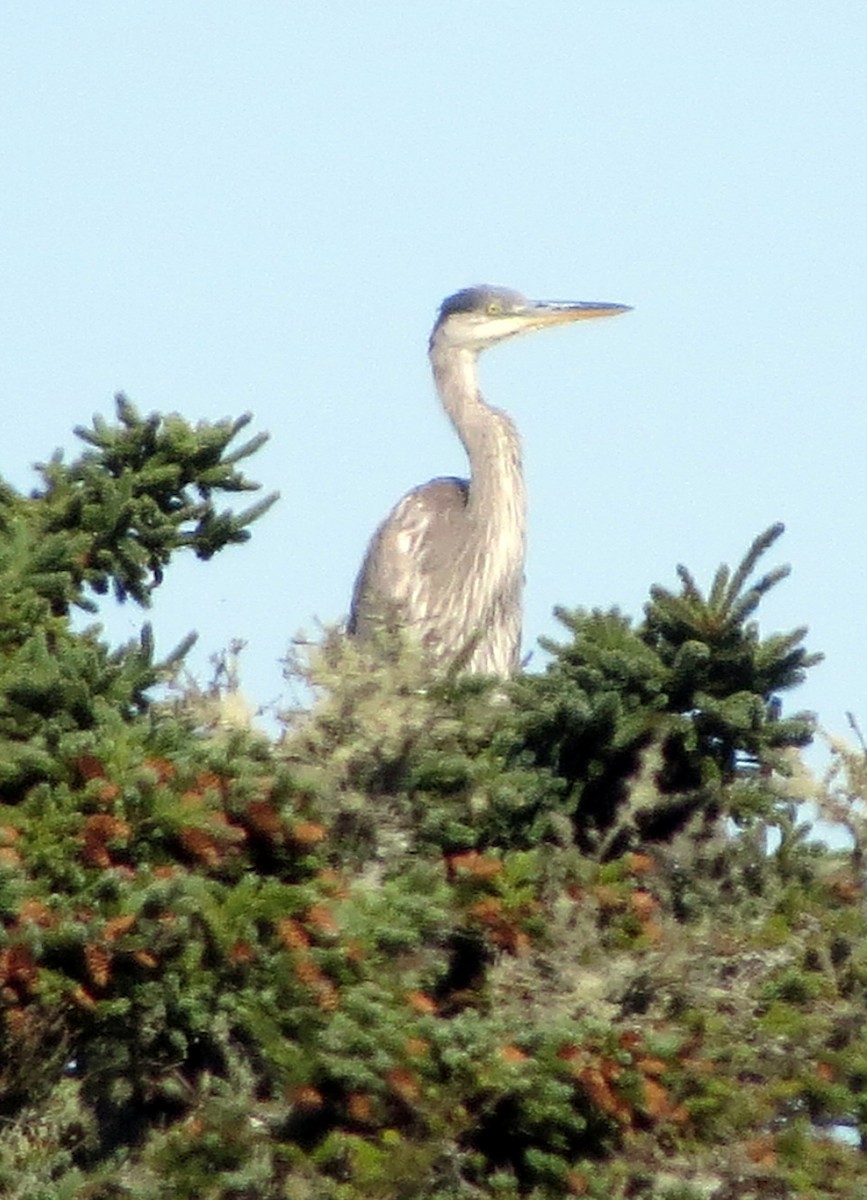 Great Blue Heron - ML642185438