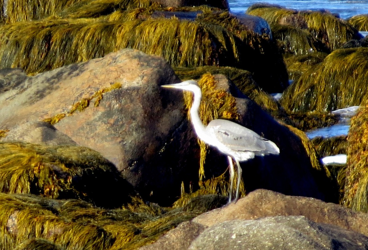 Great Blue Heron - ML642185439