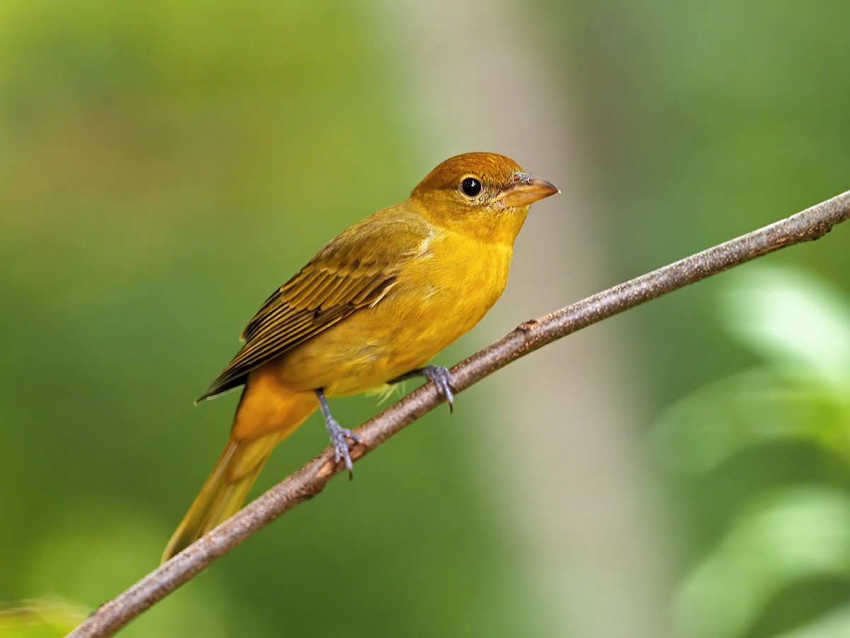 Summer Tanager - ML642185441