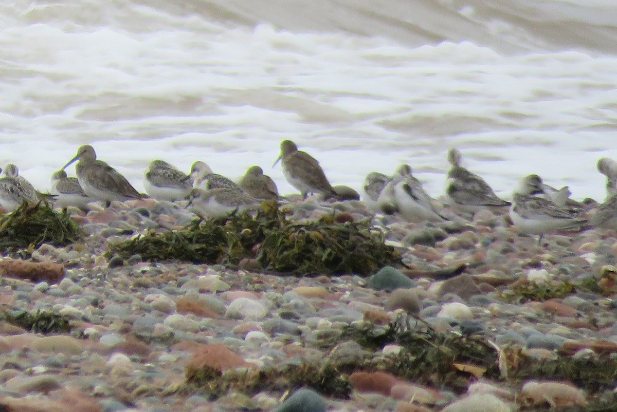 Dunlin - ML642185443