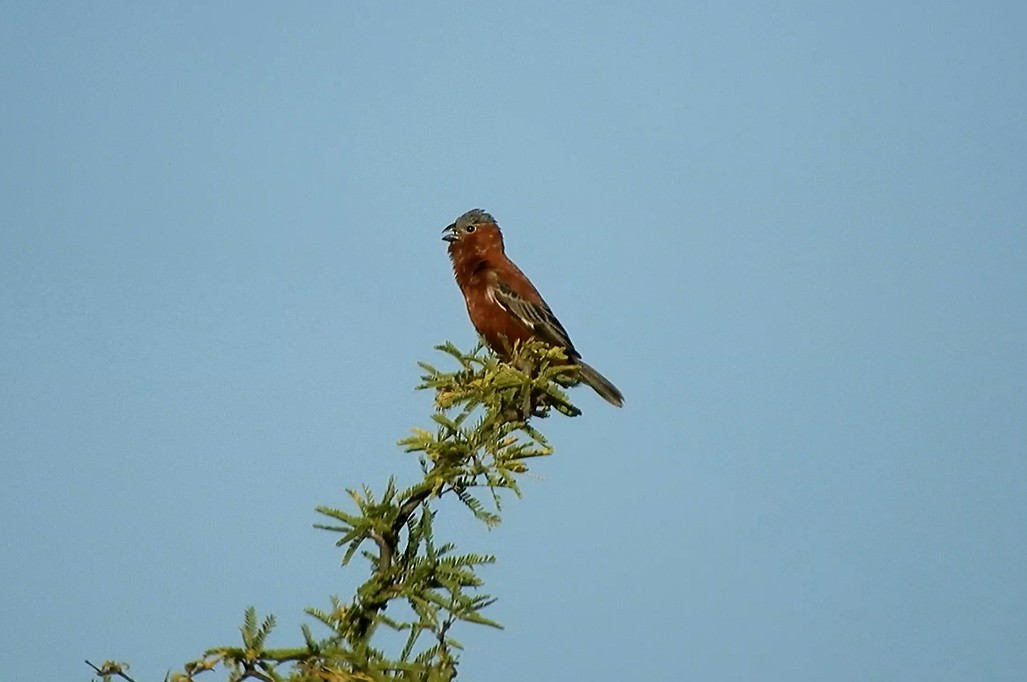 Chestnut Seedeater - ML642185458