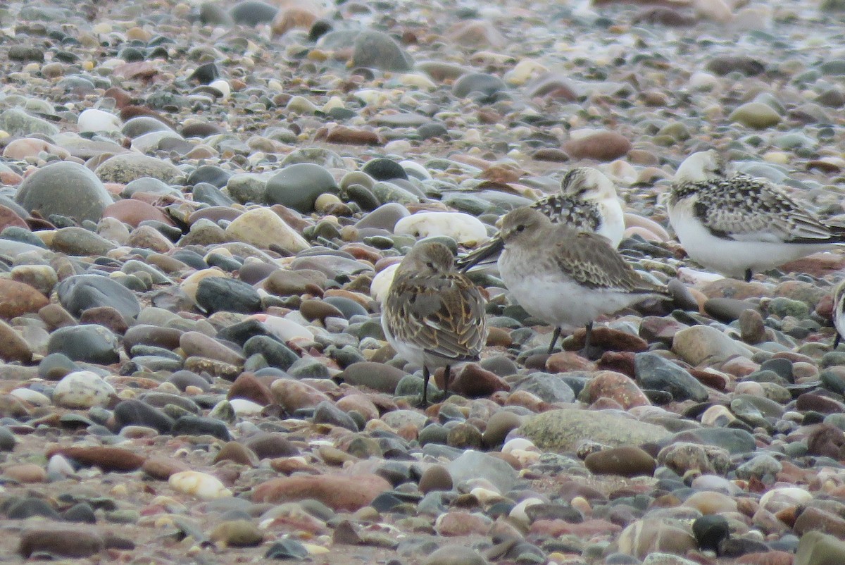 Dunlin - ML642185470
