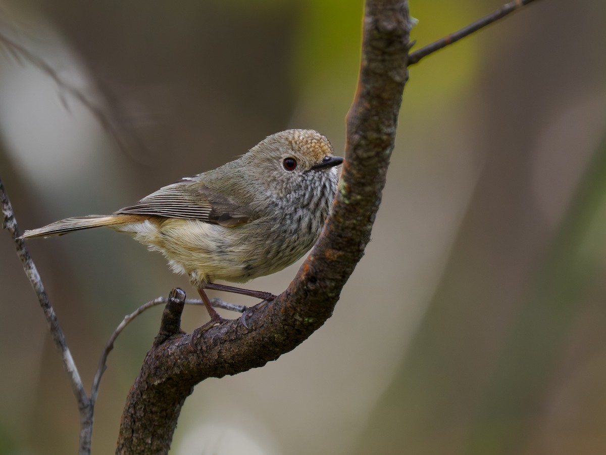 Brown Thornbill - ML642185472