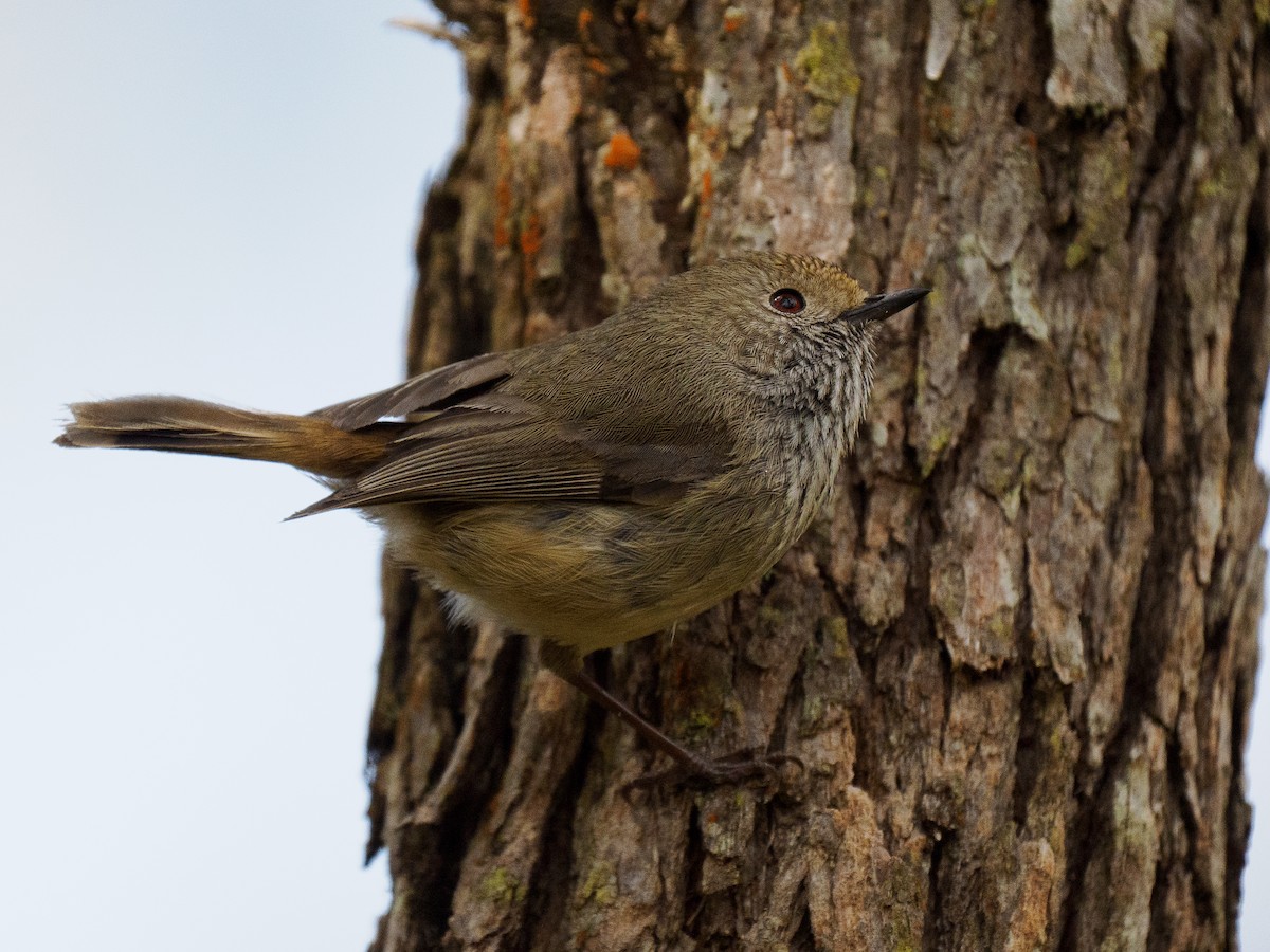 Brown Thornbill - ML642185473