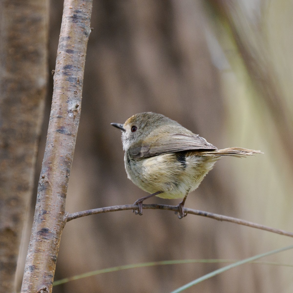 Brown Thornbill - ML642185474