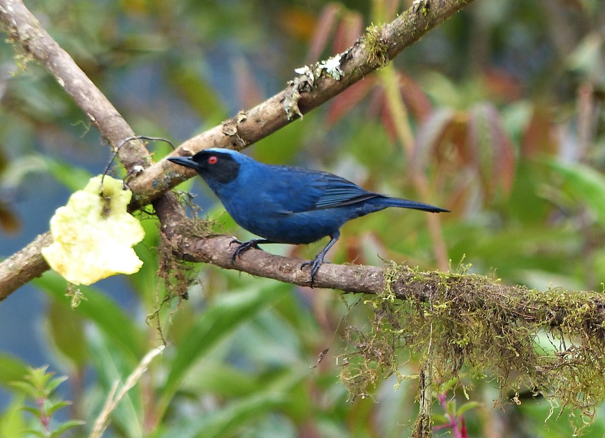 Masked Flowerpiercer - ML642185477