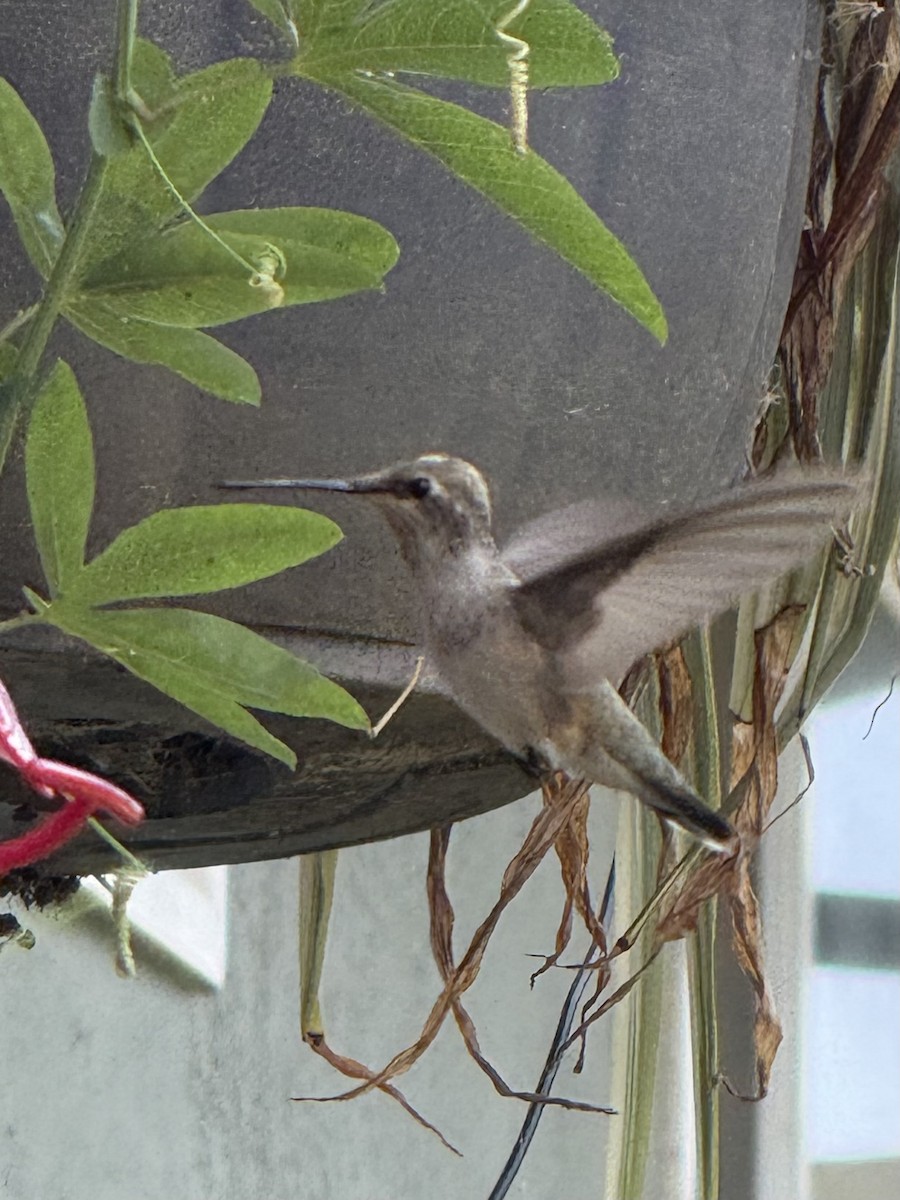 Black-chinned Hummingbird - ML642185482