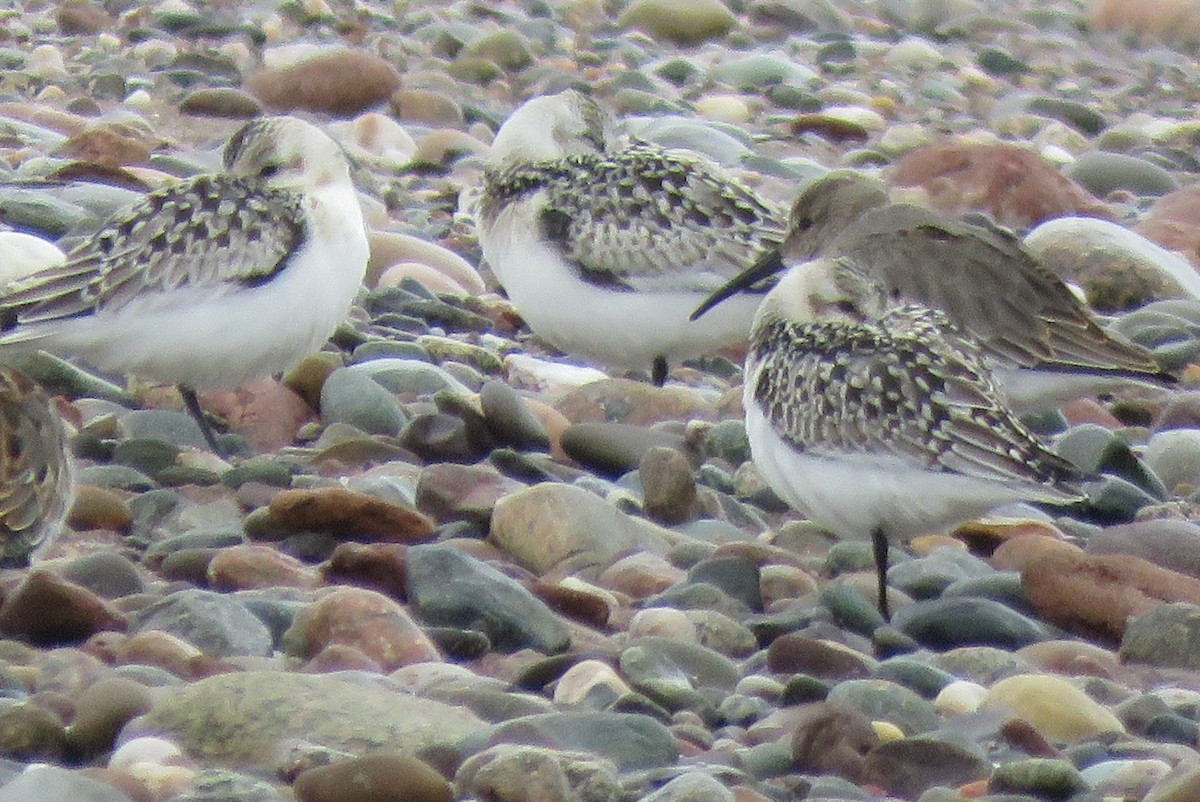 Dunlin - ML642185484