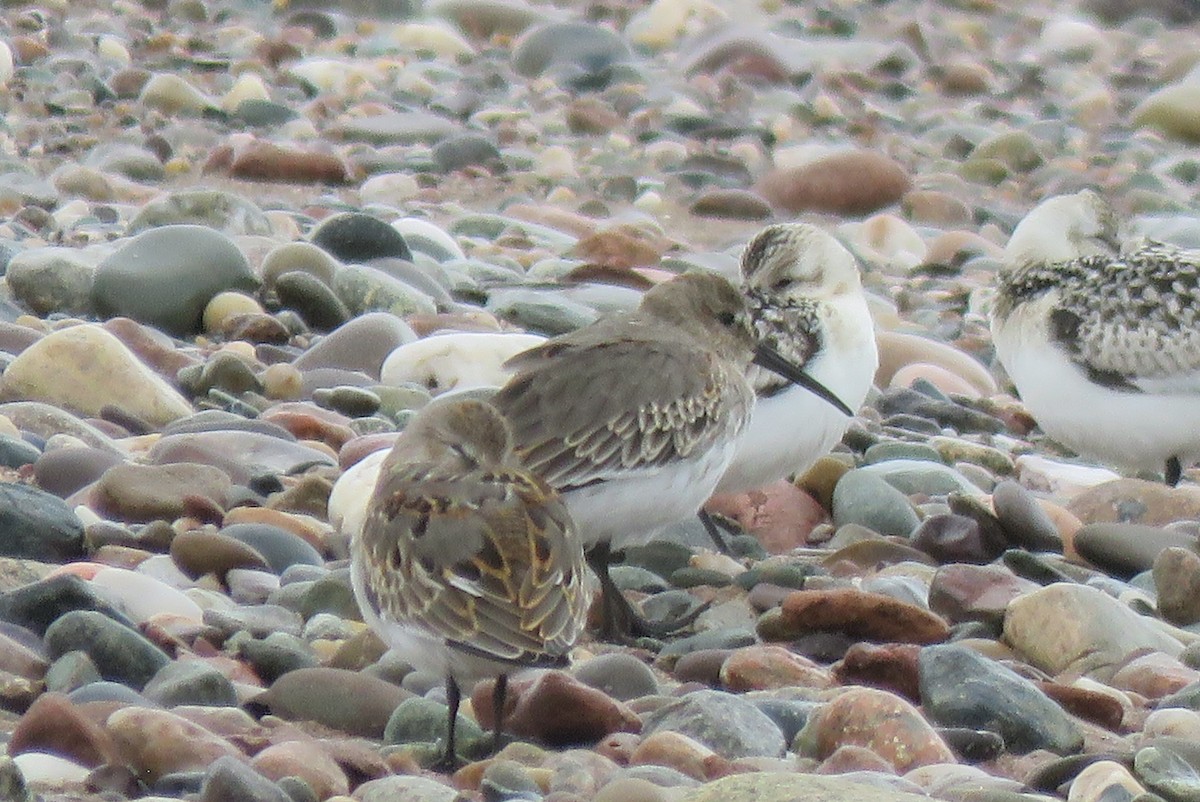 Dunlin - ML642185493