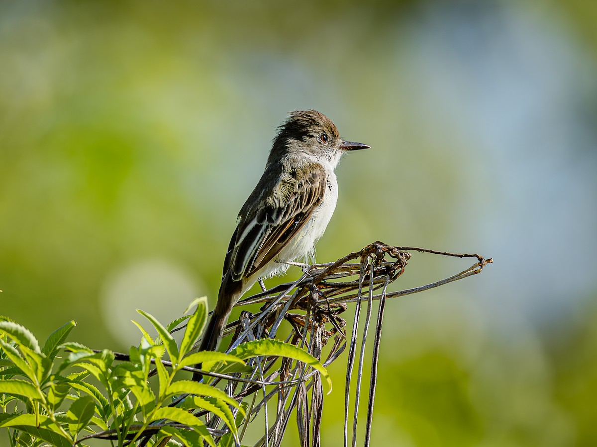 La Sagra's Flycatcher - ML642185494