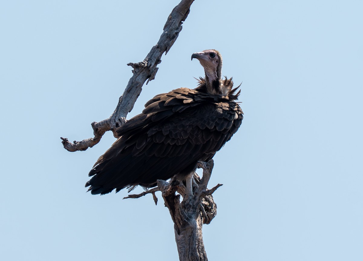 Vautour charognard - ML642185507