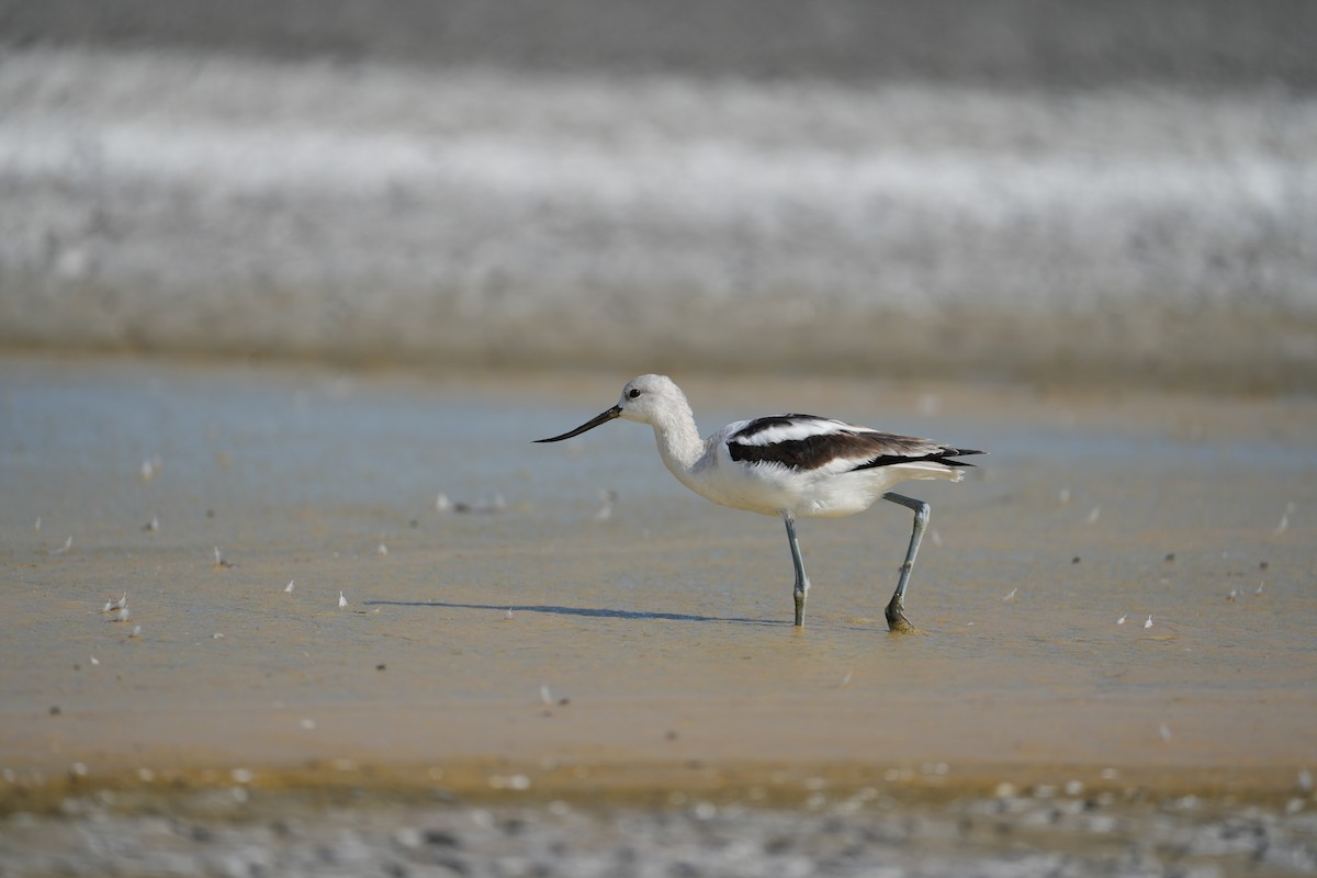 American Avocet - ML642185511
