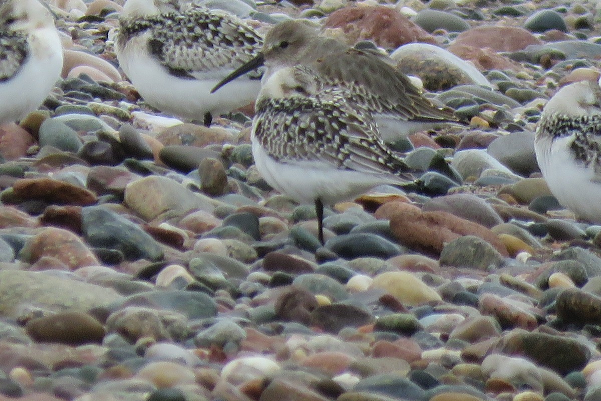 Dunlin - ML642185513