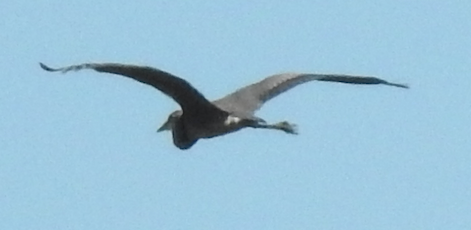 Great Blue Heron - ML642185515