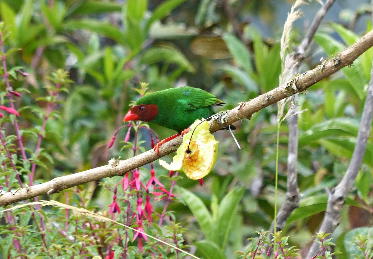 Grass-green Tanager - ML642185521
