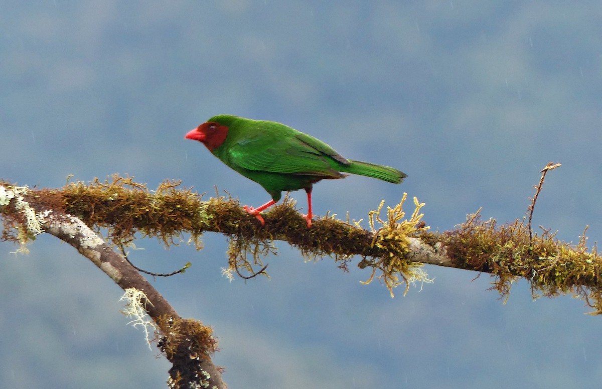 Grass-green Tanager - ML642185522