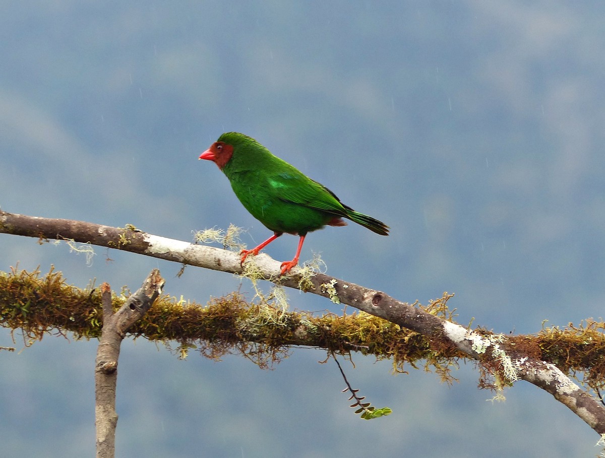 Grass-green Tanager - ML642185523