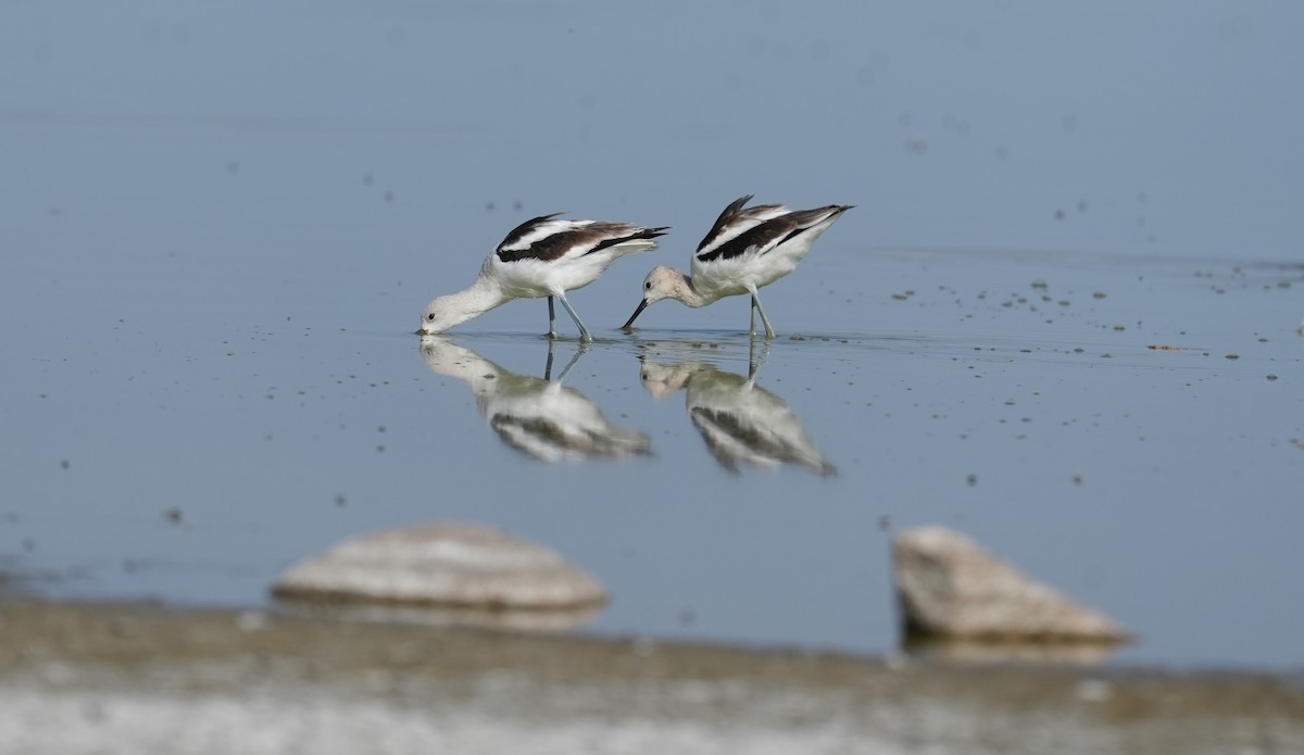 American Avocet - ML642185525