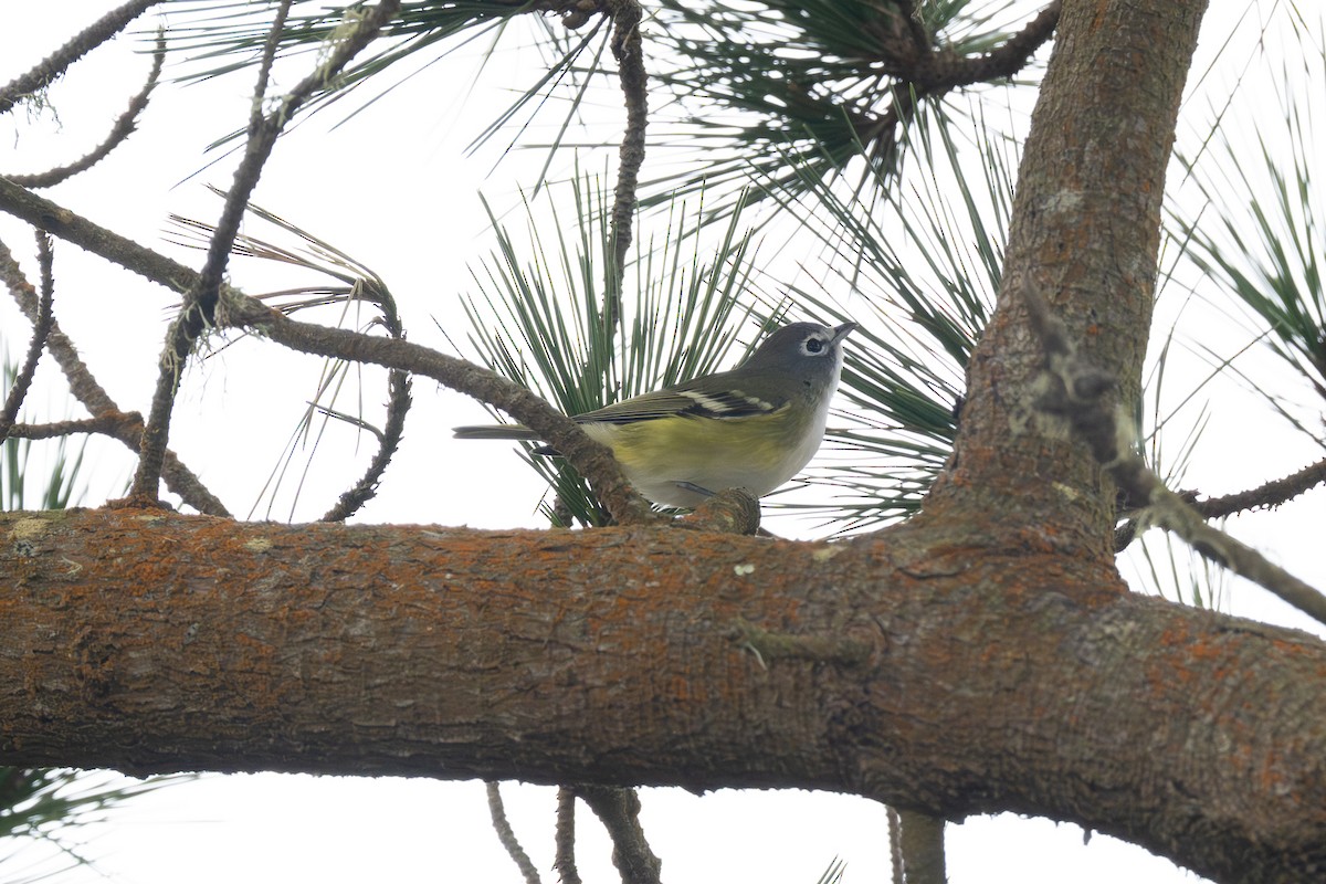 Blue-headed Vireo - ML642185547