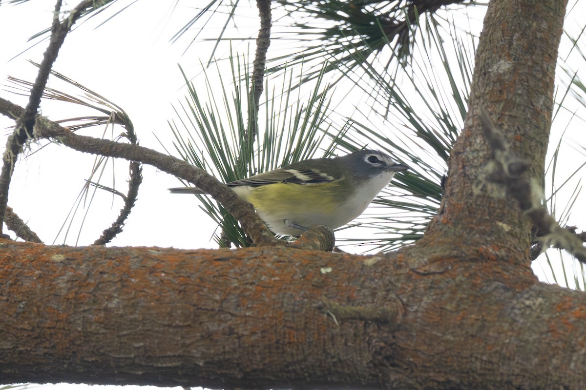 Blue-headed Vireo - ML642185548