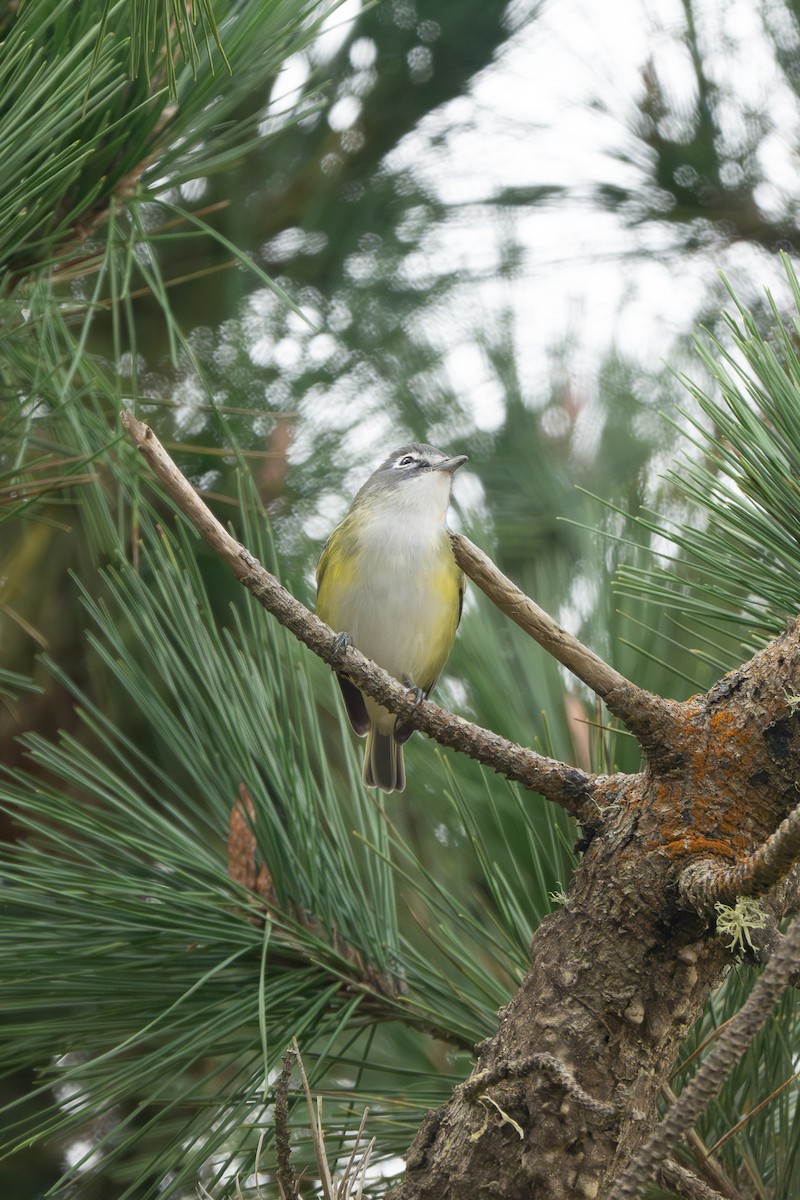 Blue-headed Vireo - ML642185549