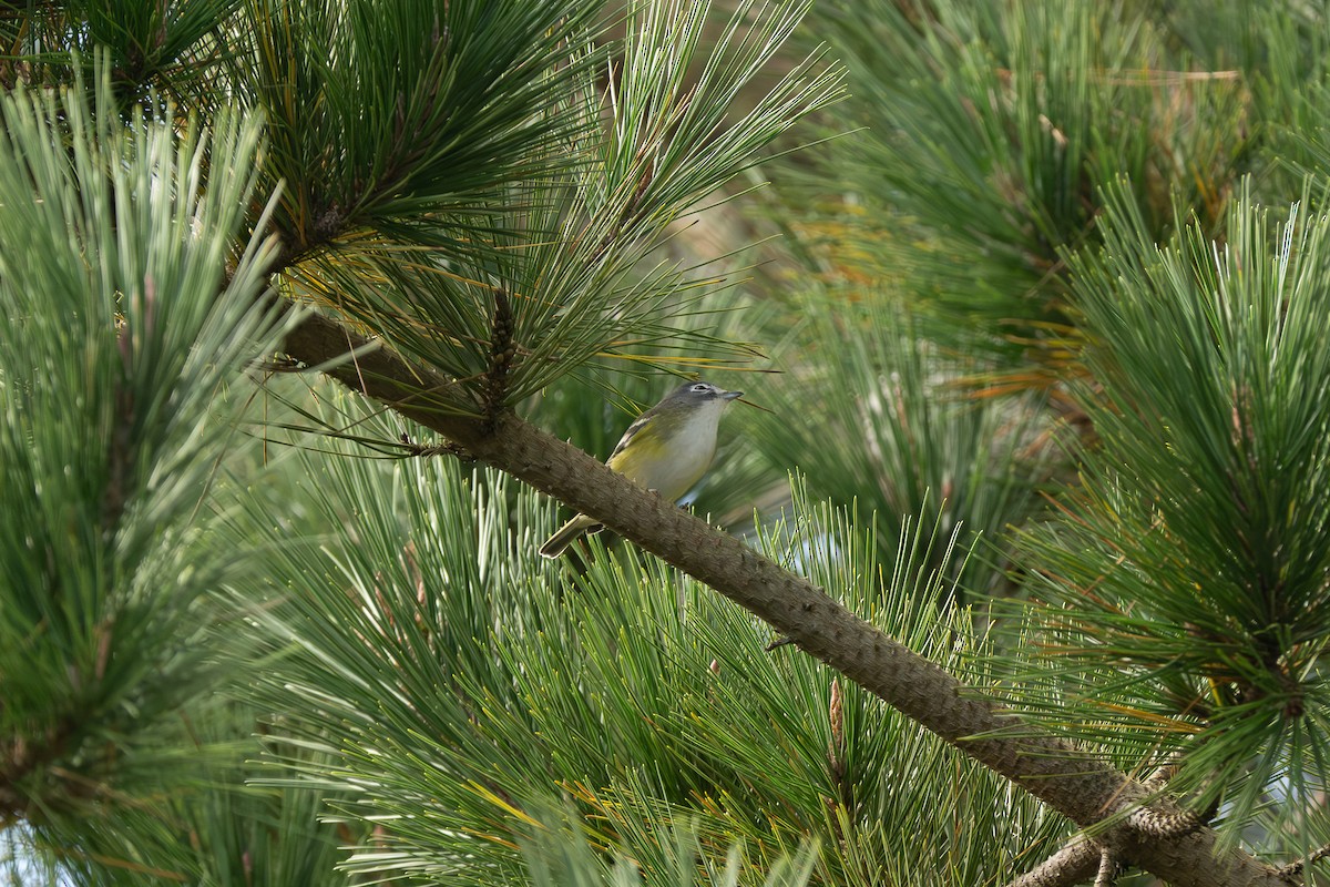 Blue-headed Vireo - ML642185550