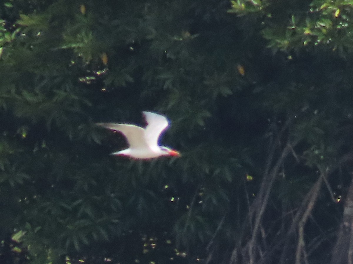 Caspian Tern - ML642185554