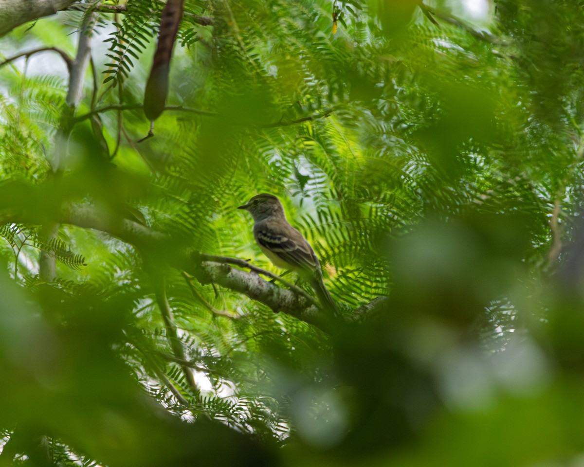 Northern Scrub-Flycatcher - ML642185564