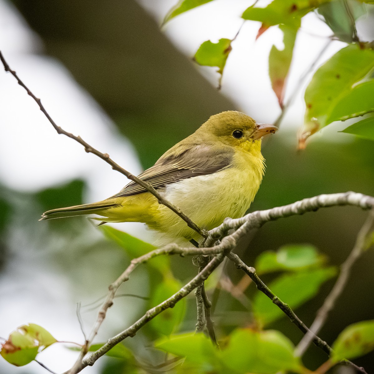 Scarlet Tanager - ML642185567