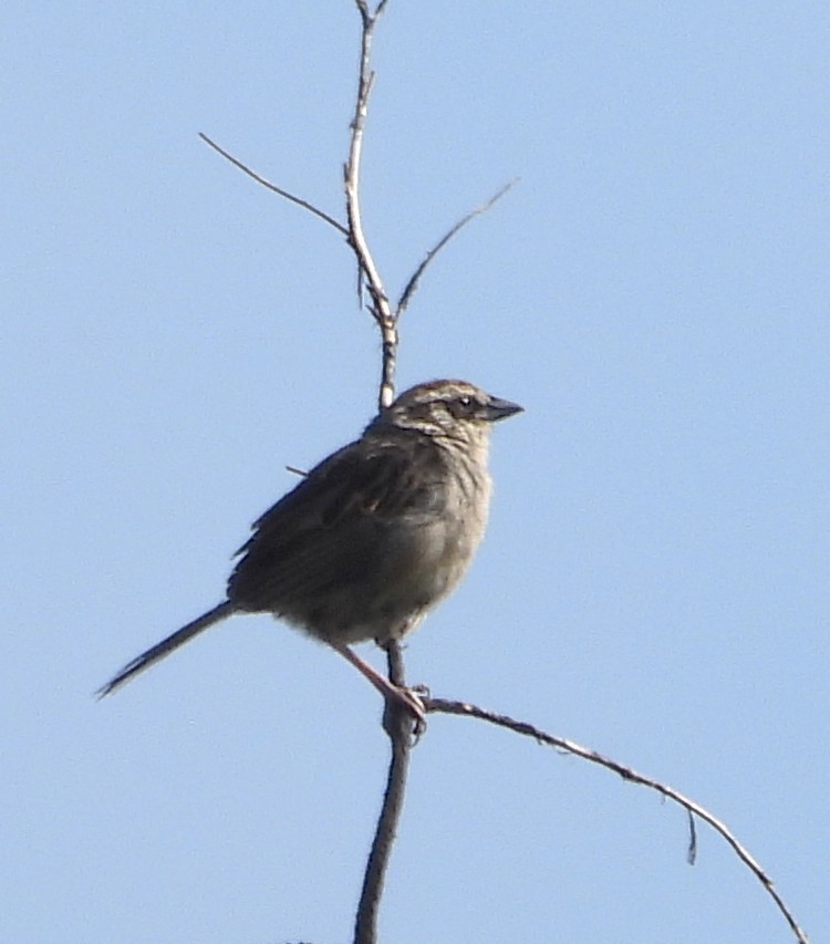 Striped Sparrow - ML642185588