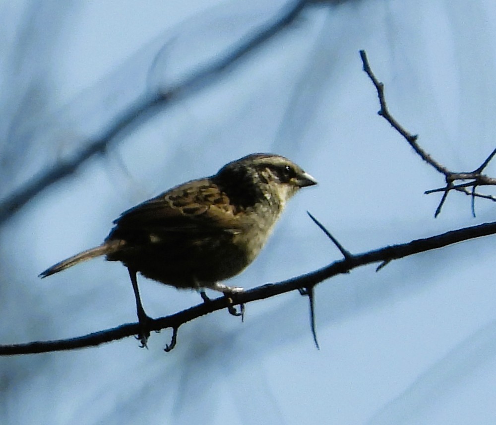 Striped Sparrow - ML642185589