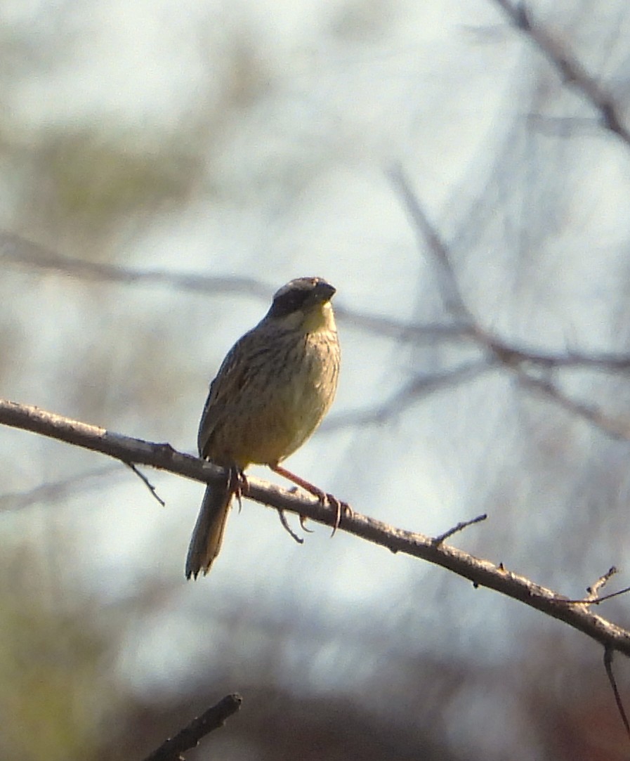Striped Sparrow - ML642185590