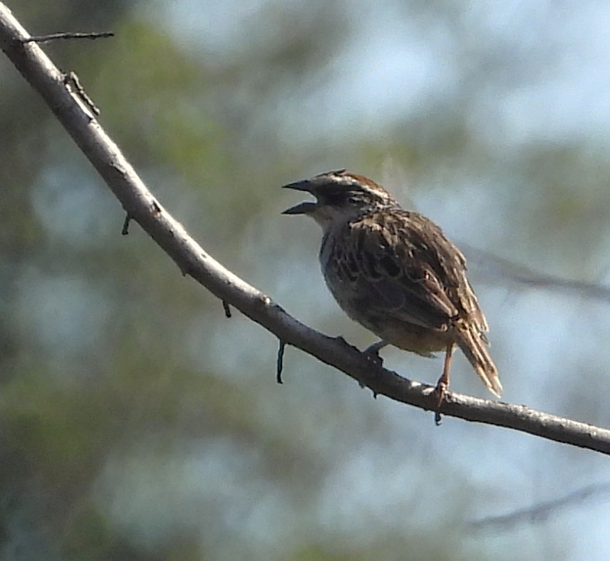 Striped Sparrow - ML642185591