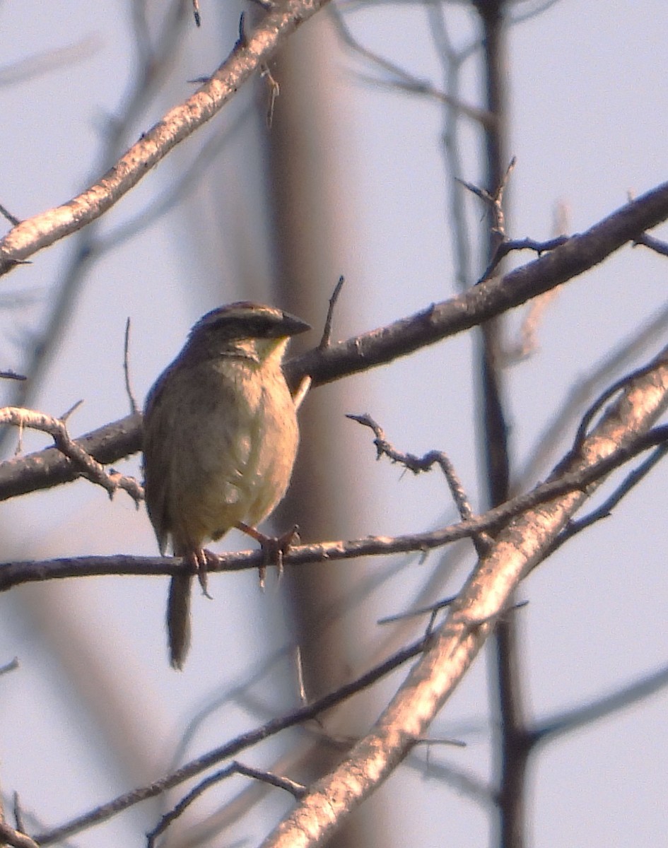 Striped Sparrow - ML642185592