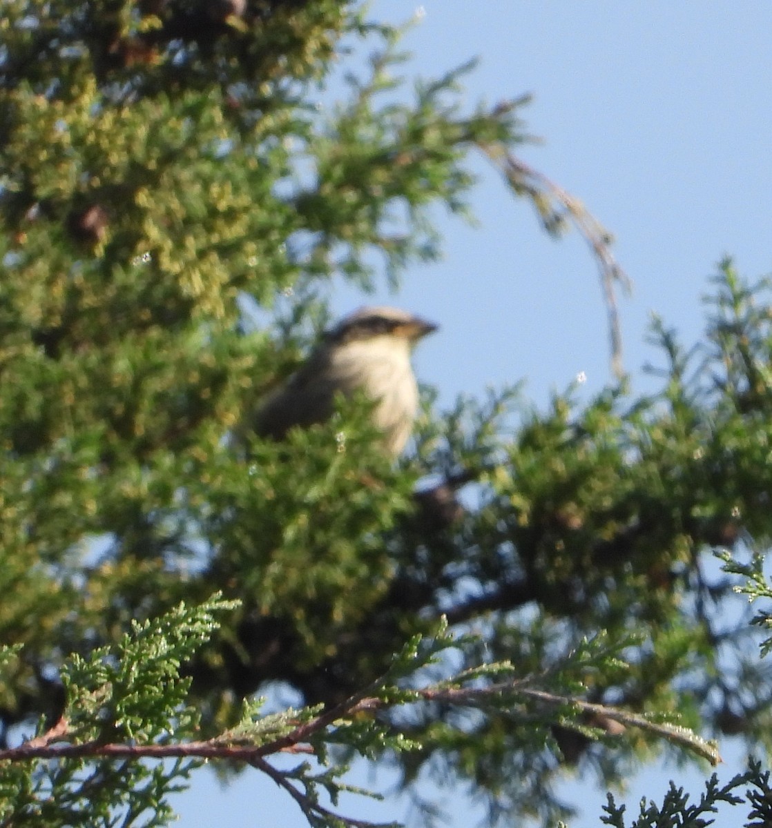 Striped Sparrow - ML642185593