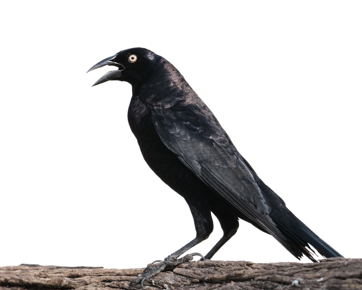 Giant Cowbird - ML642185609