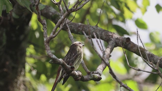 Variegated Flycatcher - ML642185615