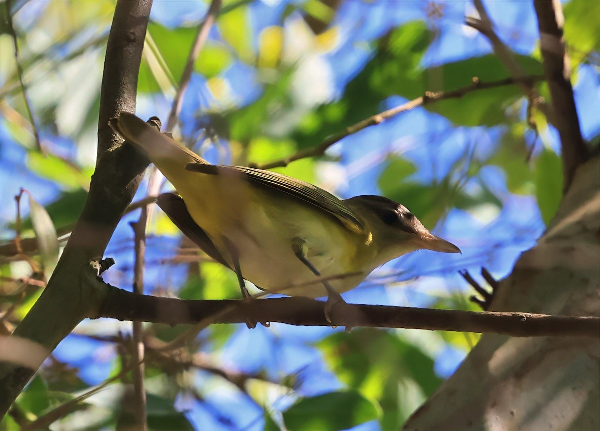 Yellow-green Vireo - ML642185625