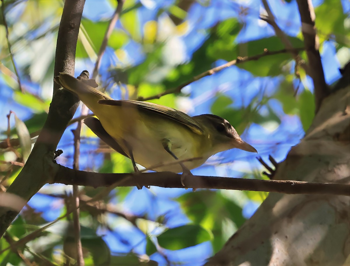 Yellow-green Vireo - ML642185626