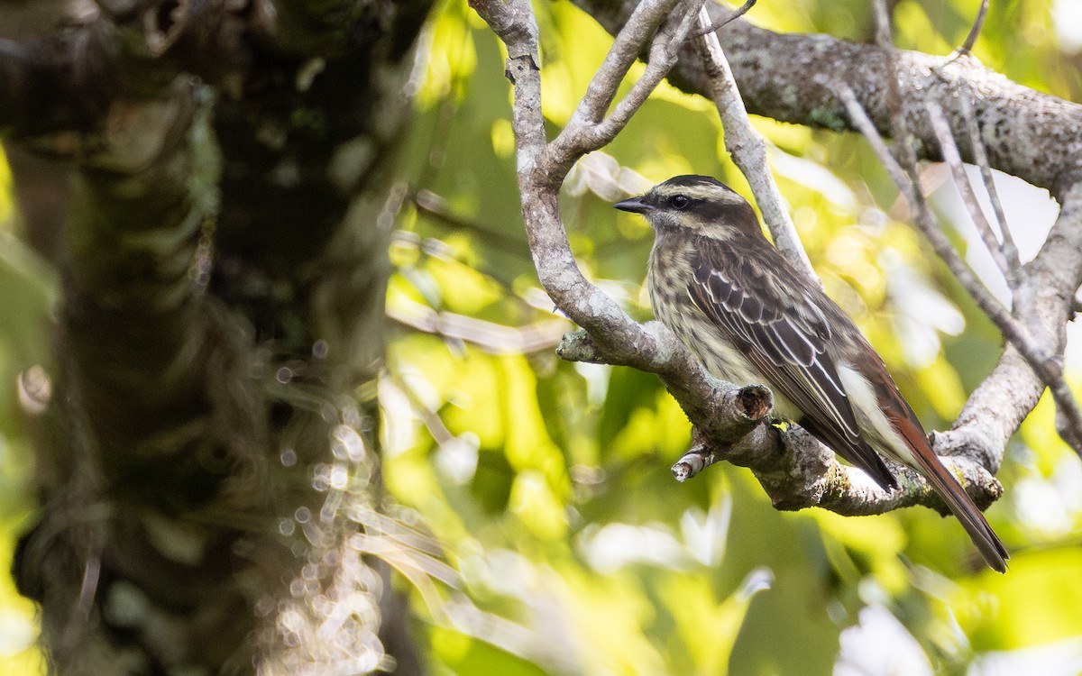 Schuppenrücken-Maskentyrann - ML642185634