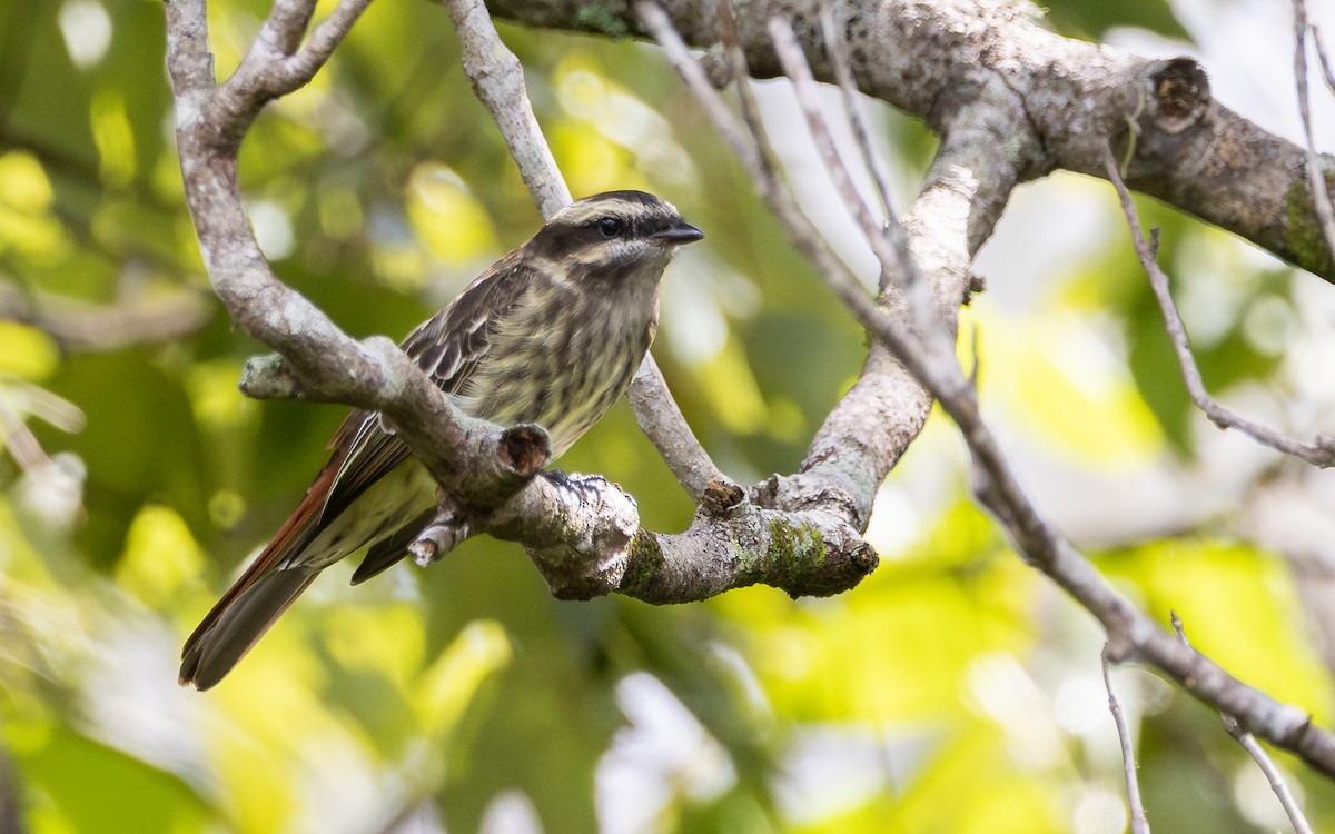 Schuppenrücken-Maskentyrann - ML642185637