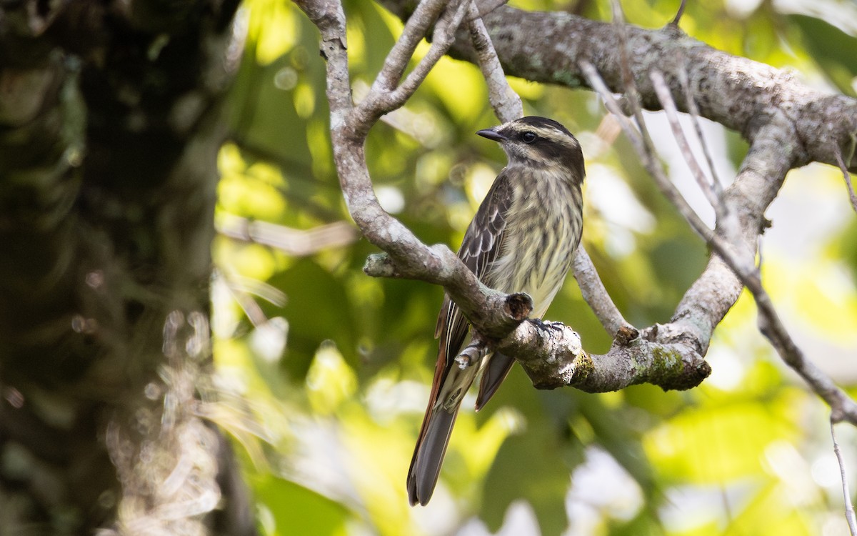 Schuppenrücken-Maskentyrann - ML642185638
