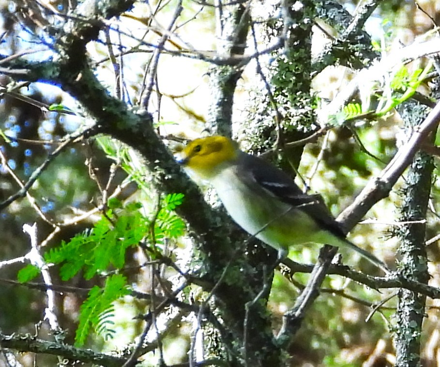 Hermit Warbler - ML642185639