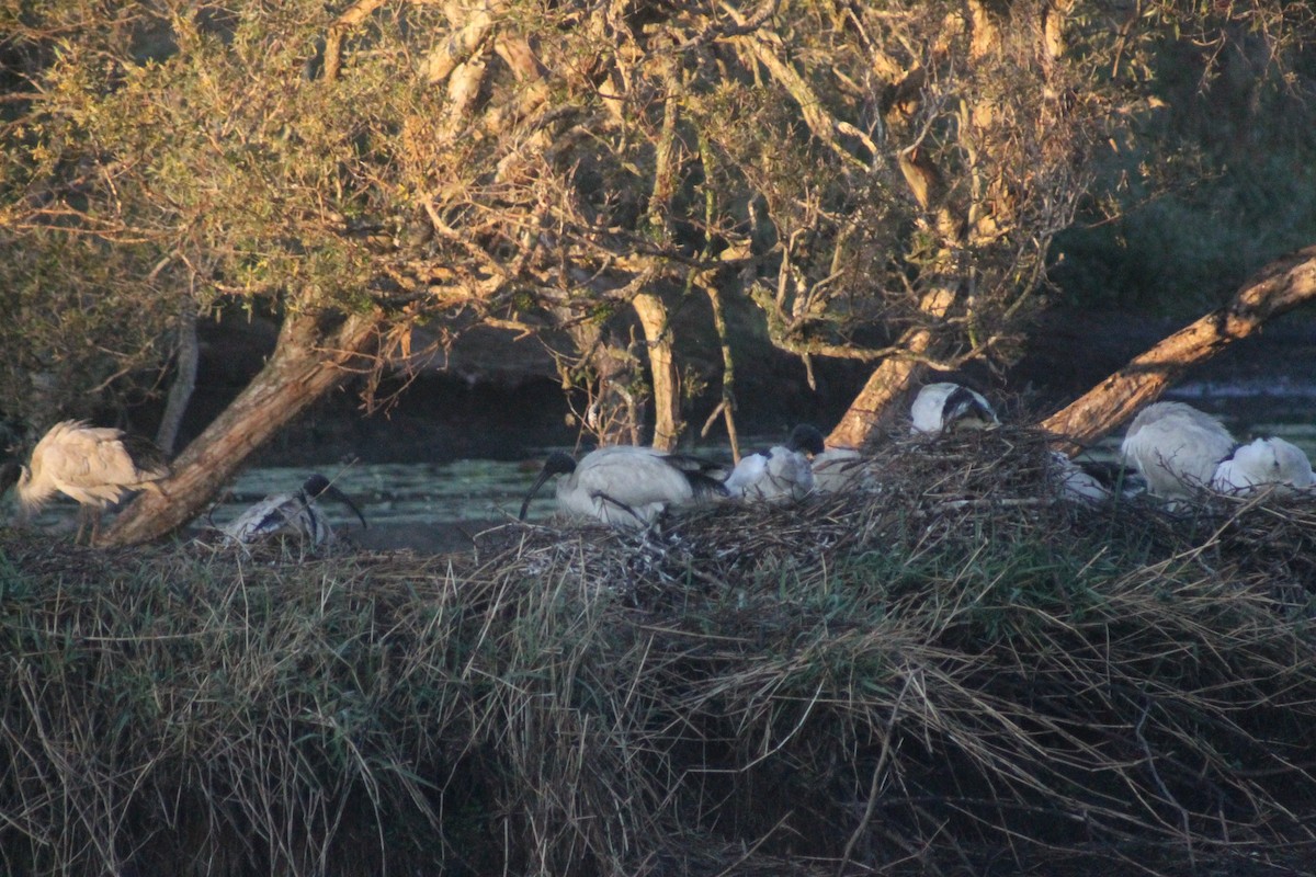 Australian Ibis - ML642185653